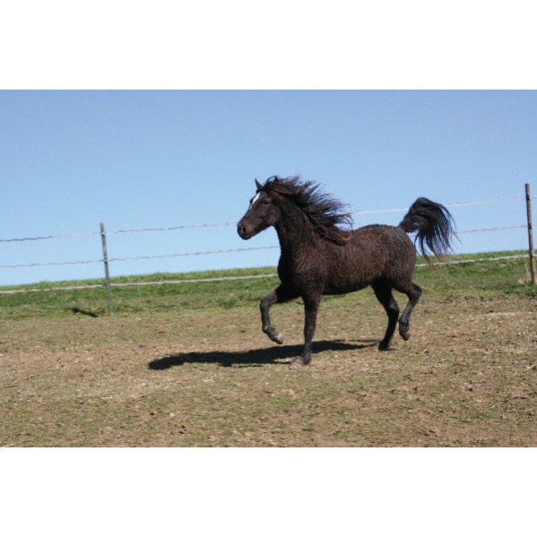BULLYLAND - American Curly Horse