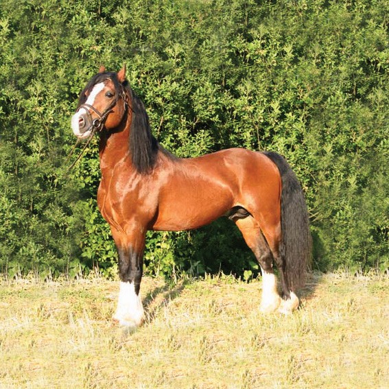 BULLYLAND - Welsh Pony